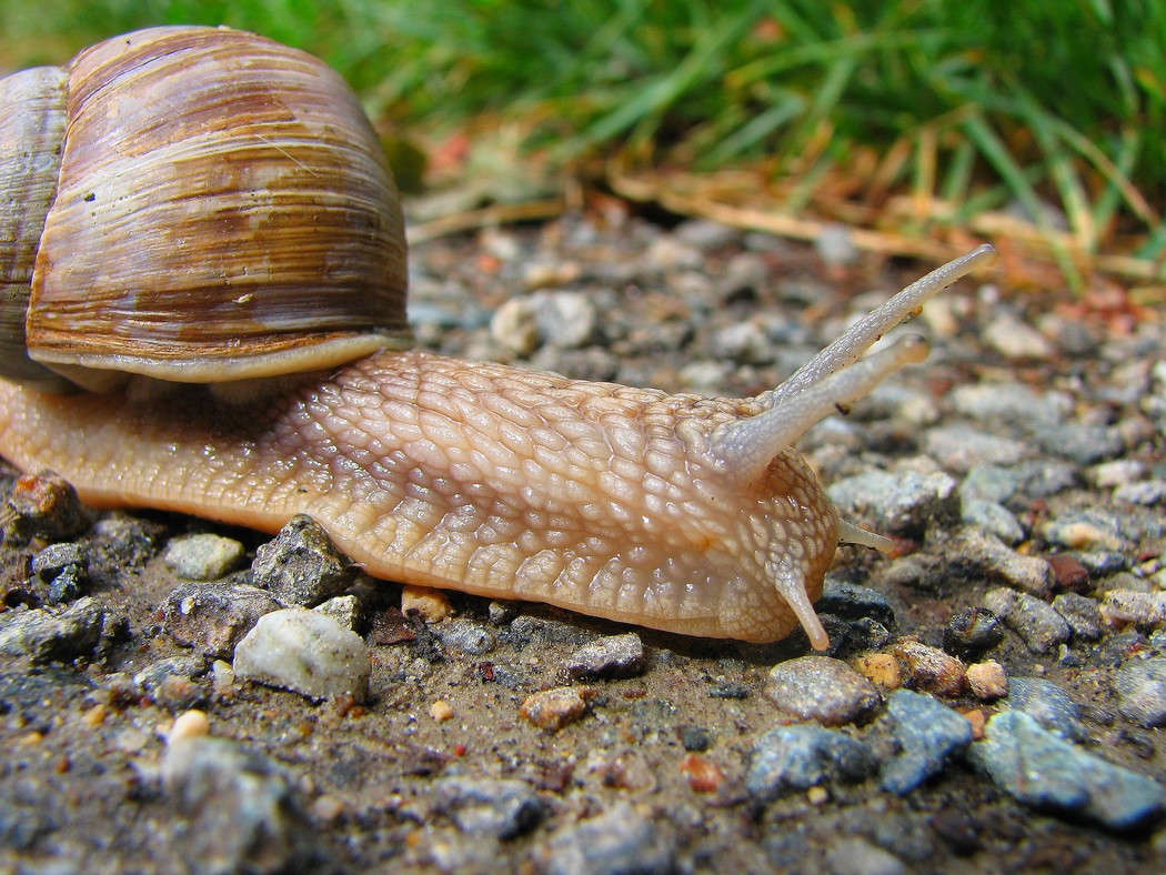 Due gasteropodi da identificare